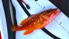 アカハタの釣果