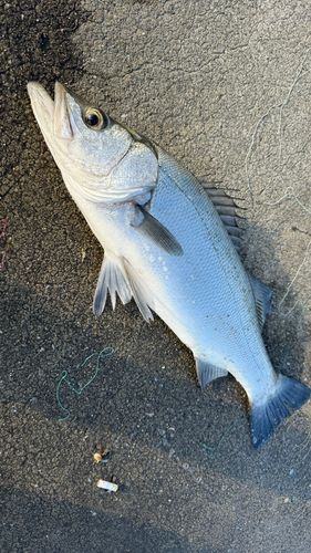 ヒラスズキの釣果