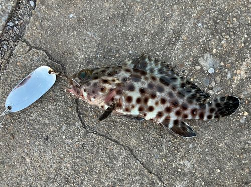 イシミーバイの釣果