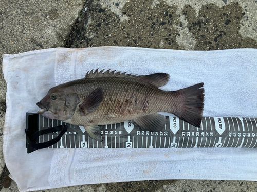 コブダイの釣果