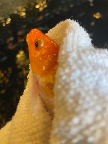 キンギョの釣果