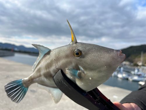 ウマヅラハギの釣果