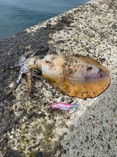 アオリイカの釣果