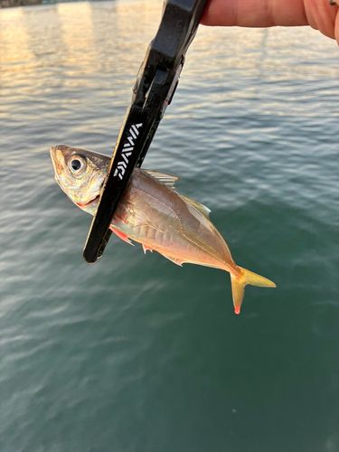 東京湾（アクアライン〜富津）