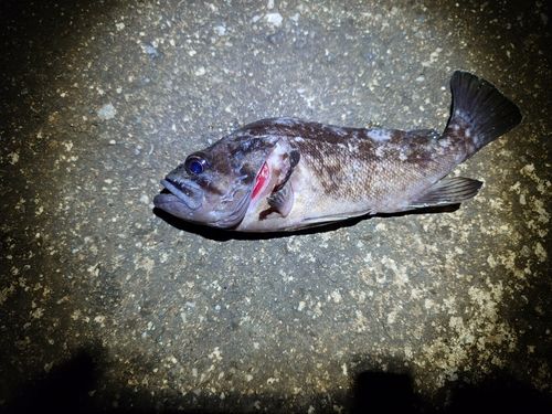 クロソイの釣果