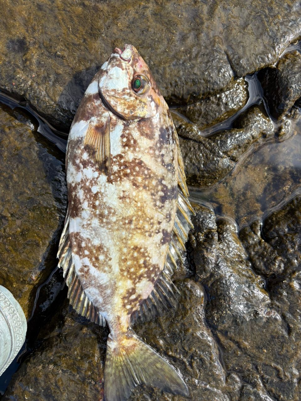 DAIWA 21タトゥーラ TW 300/400 400XHの最安値・インプレ・釣果 | 本音