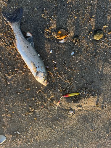 セイゴ（マルスズキ）の釣果