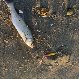 セイゴ（マルスズキ）