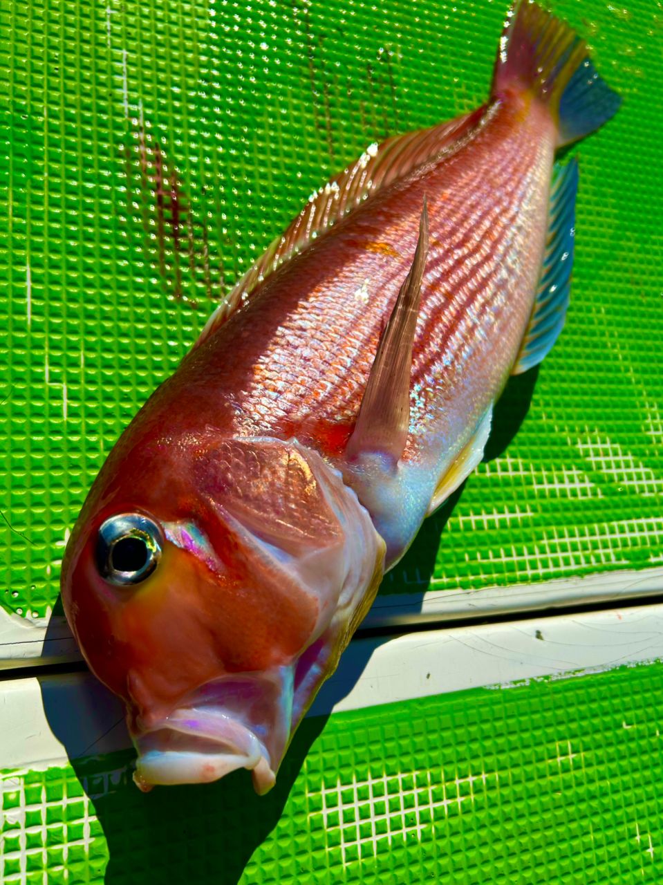 じょにー(仮)さんの釣果 1枚目の画像