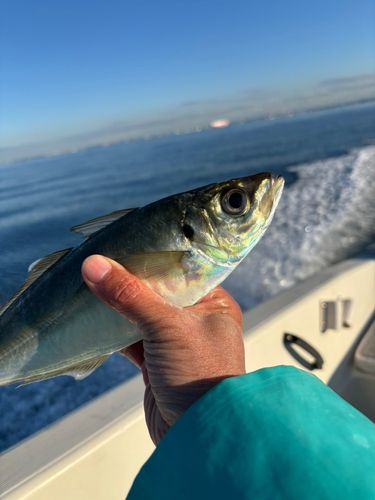 マアジの釣果