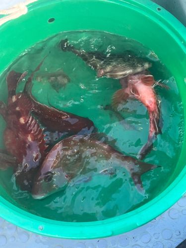 マダイの釣果