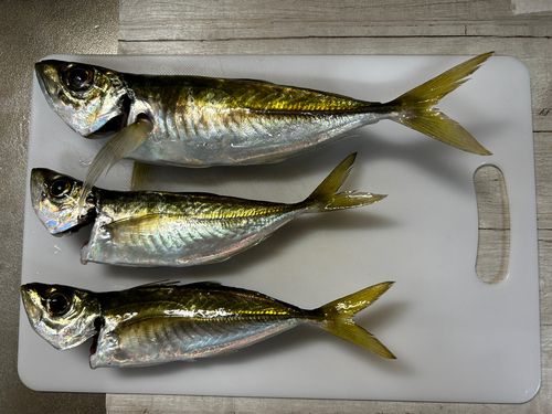 内浦湾（鴨川）