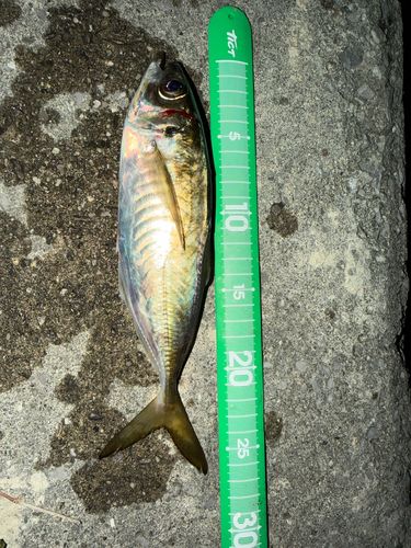 マアジの釣果