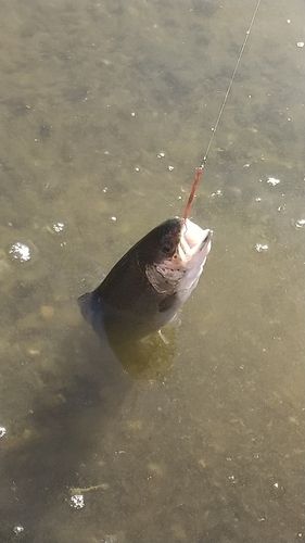 レインボートラウトの釣果