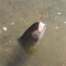 レインボートラウト