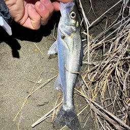 セイゴ（マルスズキ）