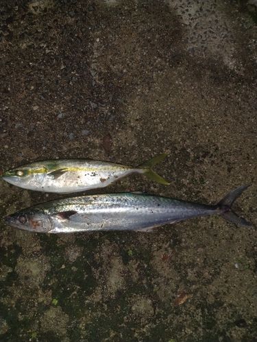 サゴシの釣果