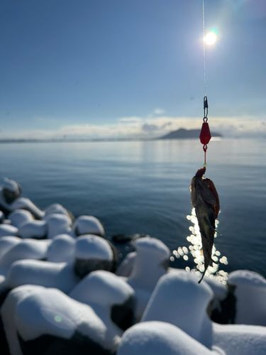 クロソイの釣果