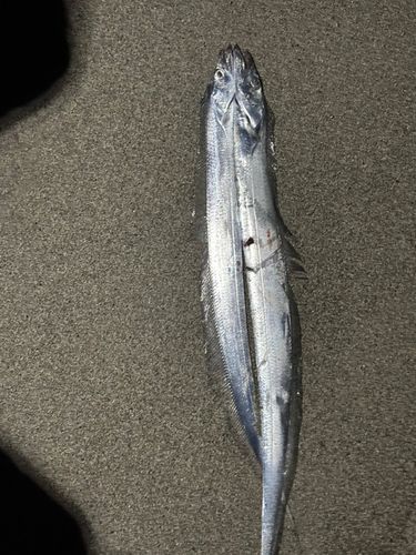 タチウオの釣果