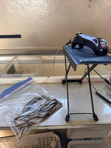 ワカサギの釣果