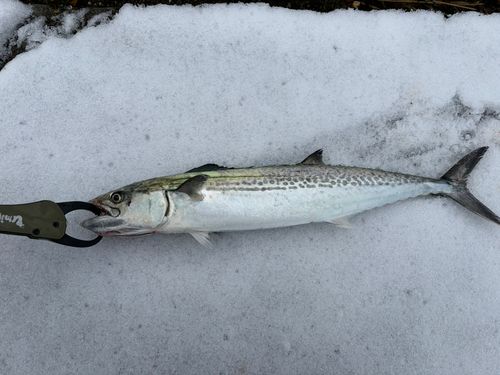サゴシの釣果