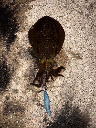 アオリイカの釣果