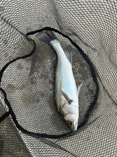 ハネ（マルスズキ）の釣果