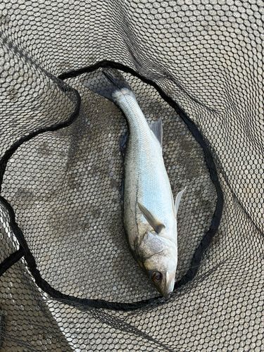 ハネ（マルスズキ）の釣果