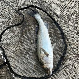 ハネ（マルスズキ）