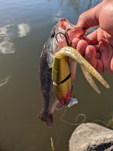 ブラックバスの釣果