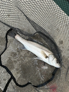 ハネ（マルスズキ）の釣果