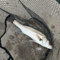 ハネ（マルスズキ）