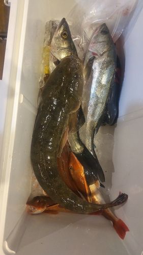 フッコ（マルスズキ）の釣果