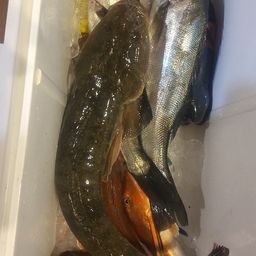 フッコ（マルスズキ）