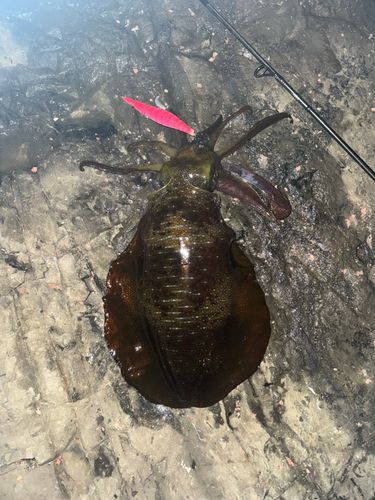 アオリイカの釣果