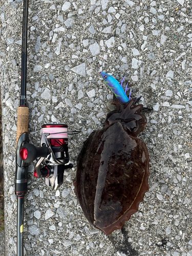 コウイカの釣果