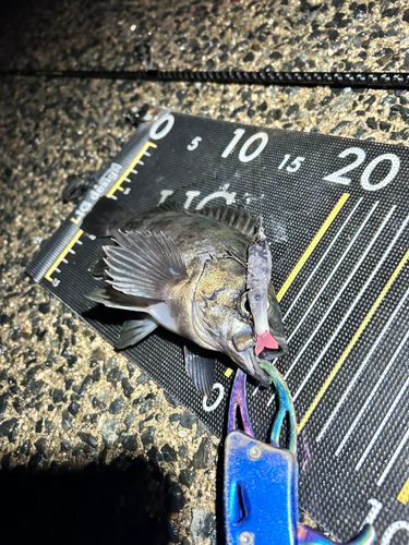 メバルの釣果