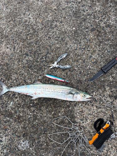 サゴシの釣果