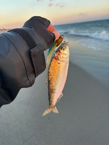 コノシロの釣果