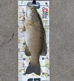 スモールマウスバスの釣果