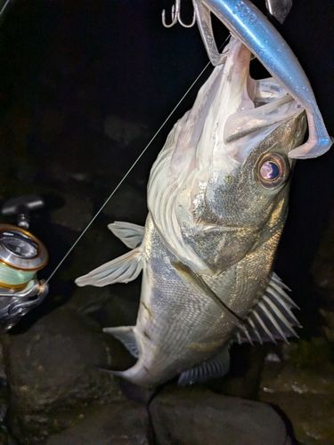 フッコ（マルスズキ）の釣果