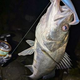 フッコ（マルスズキ）