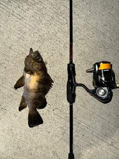 メバルの釣果