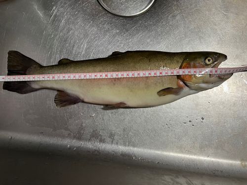 ホウライマスの釣果