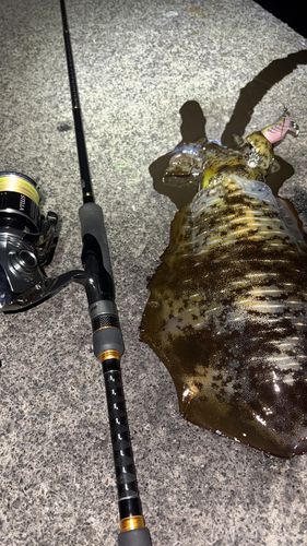 アオリイカの釣果