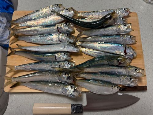 イワシの釣果