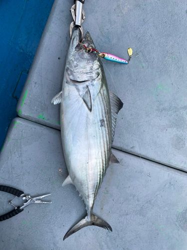 ハガツオの釣果