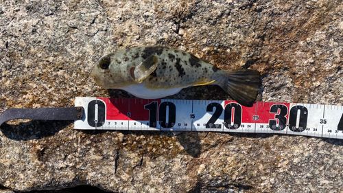 ヒガンフグの釣果