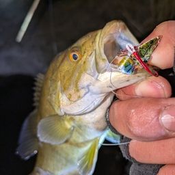 スモールマウスバス