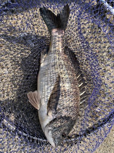 常滑りんくう釣り護岸
